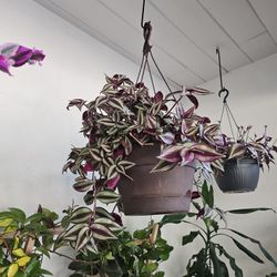 Dark Purple Plant