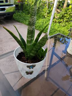 Snake plant