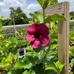 Aristolochia Calico Vine 🌿🌺