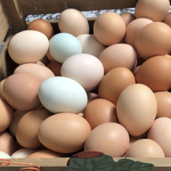 Farm Fresh Eggs