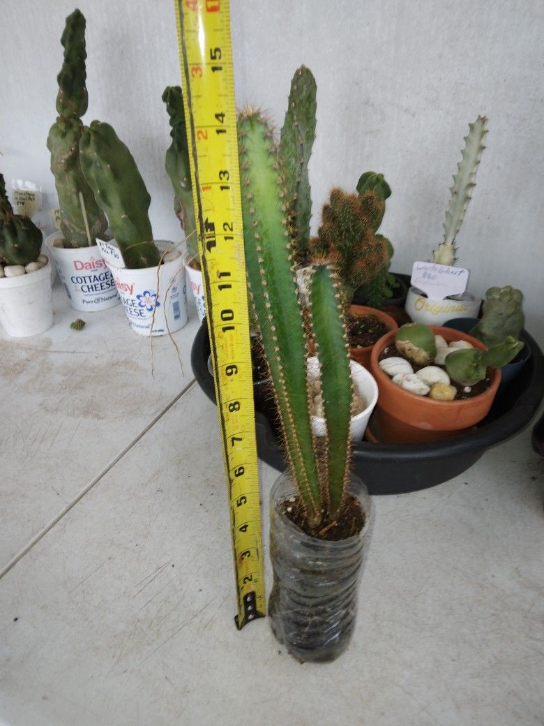 11" & 7" - 2 Seed Grown Peruvian Apple Cactus Rooted In Pot $20 -Ship $7 -White Flowers Red Fruit 