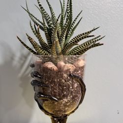 Haworthia Zebra Plant 