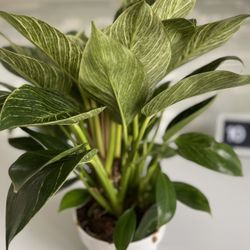 Philodendron Birkin In 6 Inches Pot