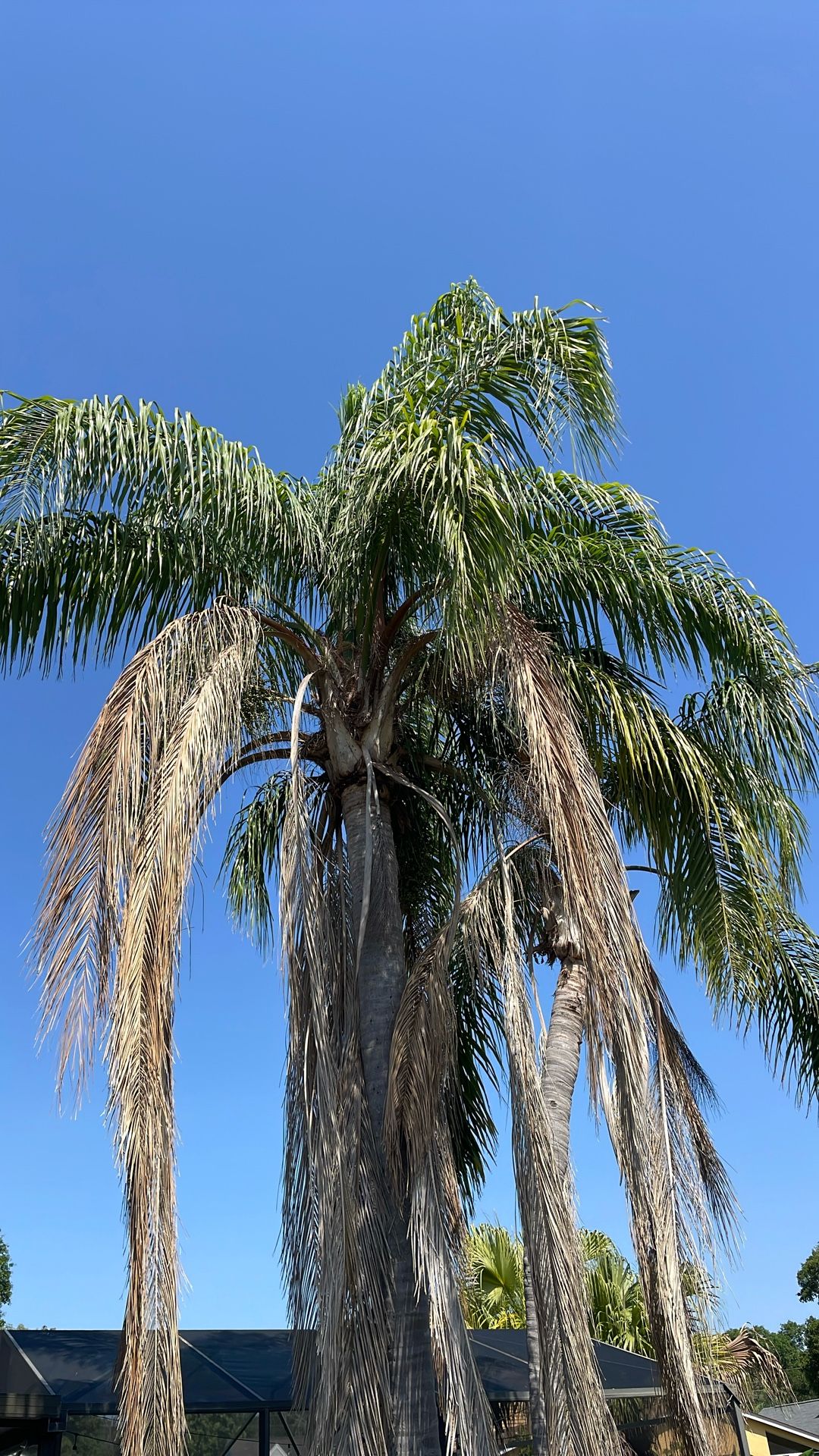 Mature Palm Tree