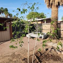 mulberry fruit trees