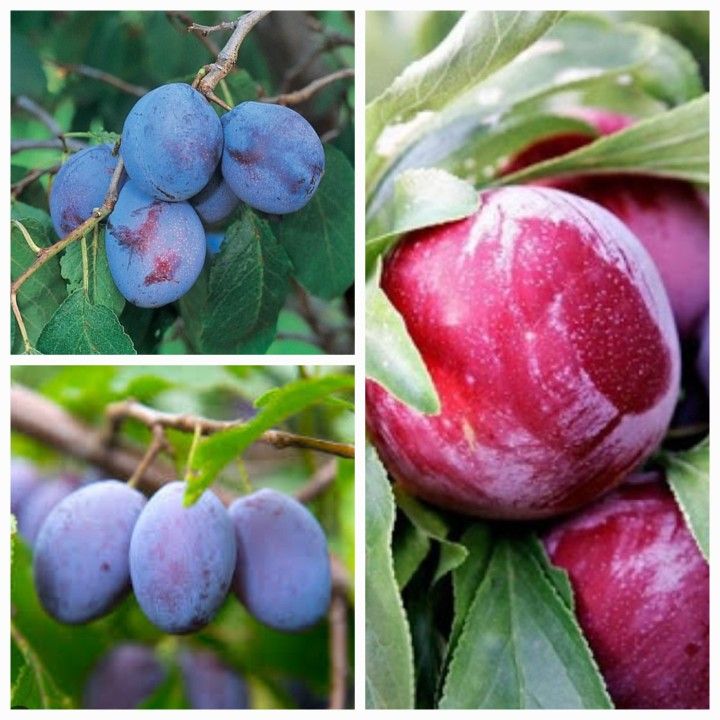 Grafted Multiple Plum Cherry Apple Trees
