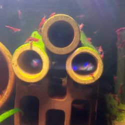 Ceramic Decor For Fish Tanks