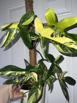 varigated Florida beauty philodendron