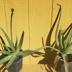 Aloe Vera/Desert Plants
