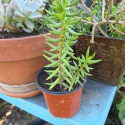 Miniature Pine Tree (Crassula Tetragona)
