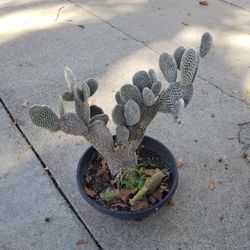 Potted Cactus