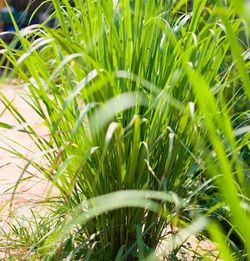 Big Organic Lemon Grass Plant.Indian Green Tea.Great for cooking and teas.Repels mosquitos and pests