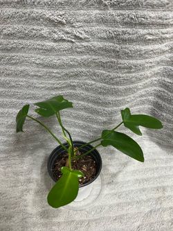 Philodendron Pedatum