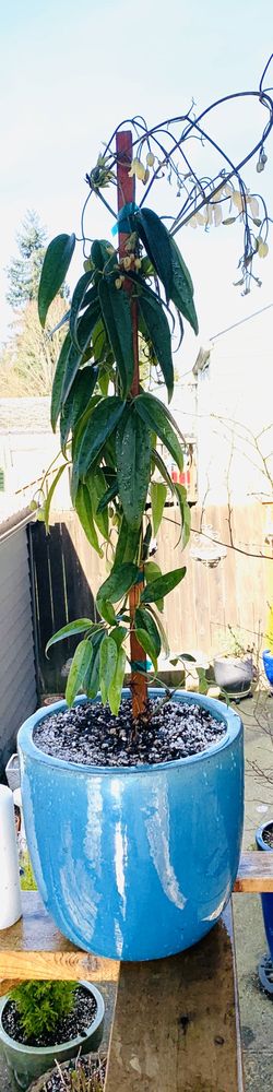 Live outdoor fantastic smelling Clematis Armandii perennial plant in a Le Beau ceramic planter flower pot—firm price