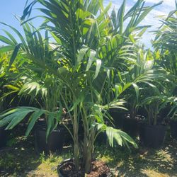 Beautiful Christmas Palms ! Adonidias About 6 Feet Tall!!! Fertilized 