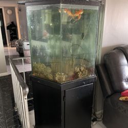 Fish Tank 