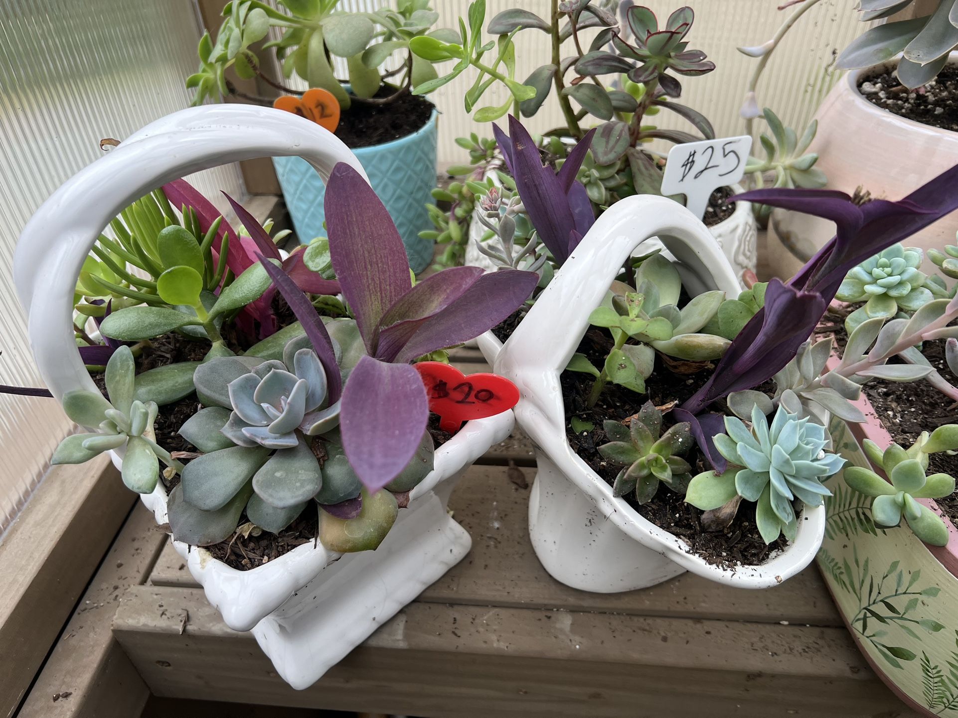 Beautiful Succulents