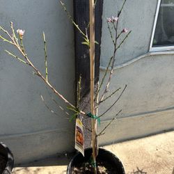 Donut Peach Fruit Tree