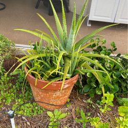 Aloe Plant