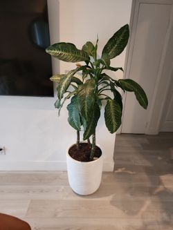 MOVING SALE, NATURAL PLANT , CONCRETE BASE , GORGEOUS