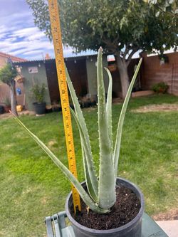 Aloe Vera