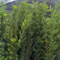 Podocarpus 15gl 6-7ft $45 Privacy Hedge Plants 🏡🏡🏡