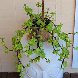 Mature Jade Plant