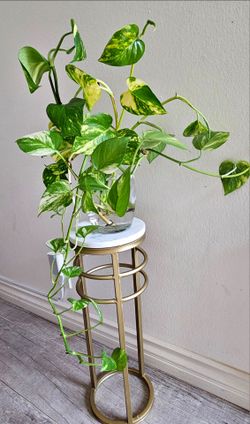 (Golden Pothos) Indoor plant with vase