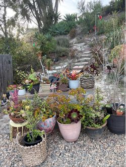 Plants 5$-20$