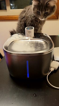 Cat Water Fountian 