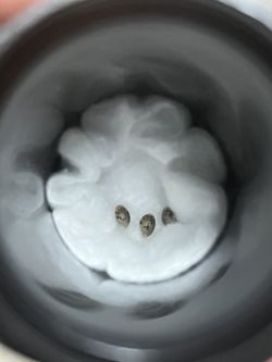 Seeds Clones Garden Sprouts