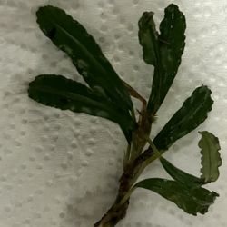 Bucephalandra Blue Velvet 