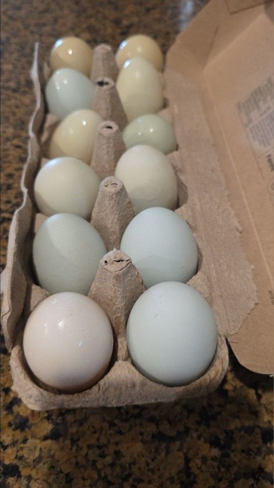 Eggs