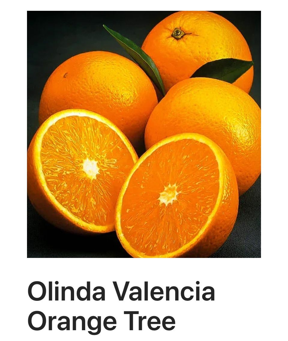 Olinda Valencia Orange Tree