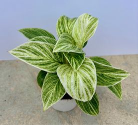 Philodendron 'White Measure' 4” pot
