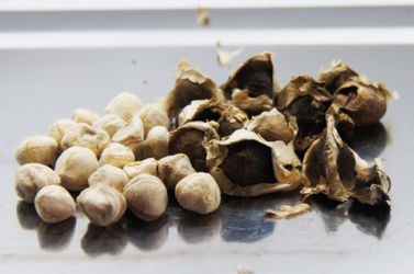 MORINGA SEED/SEMILLA DE MORINGA