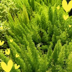 🌟🌿 Foxtail Fern Plants 3gl $6