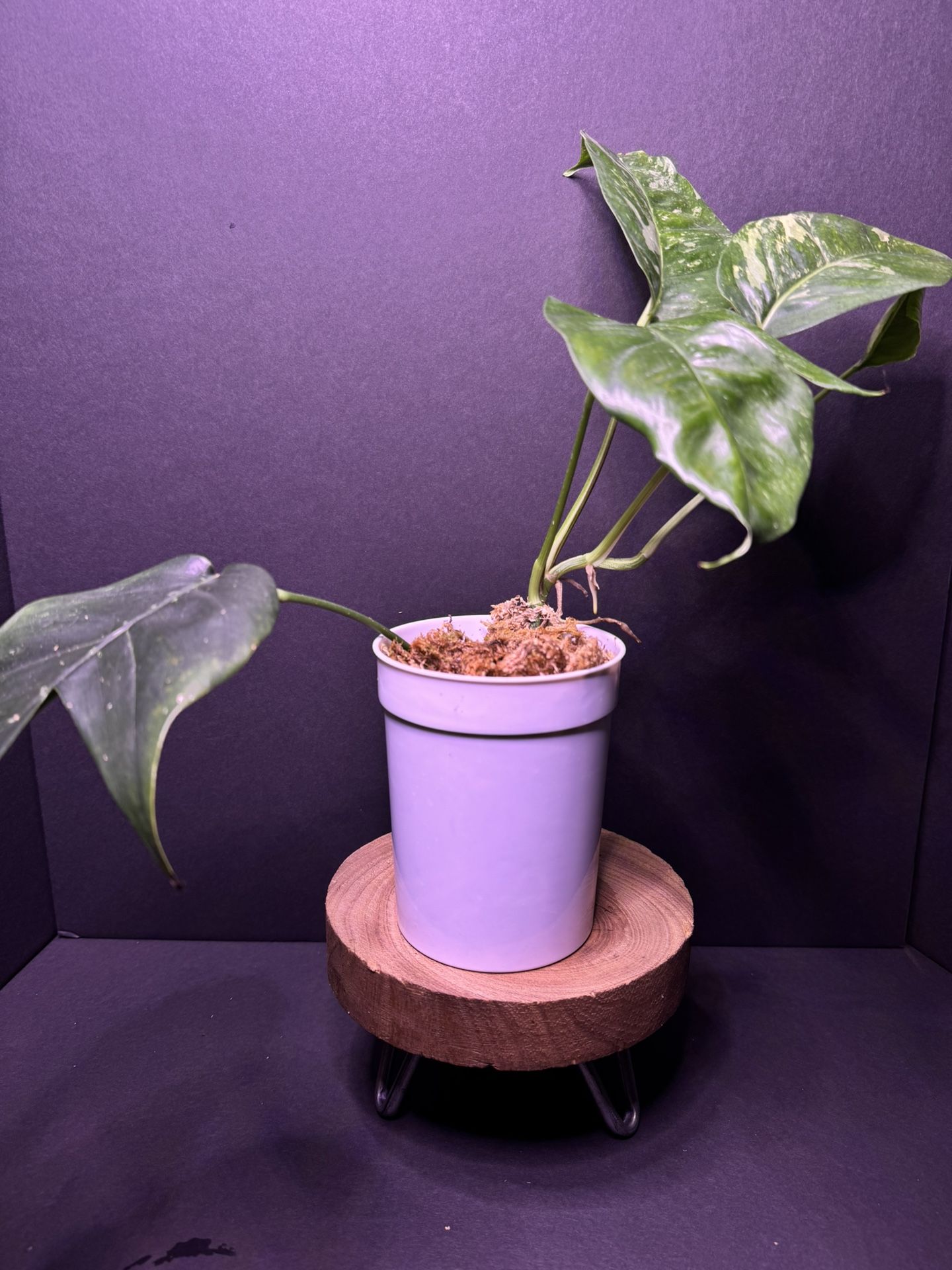 Epipremnum Pinnatum Albo
