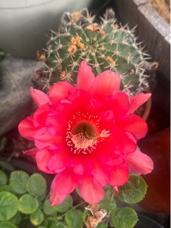 Big Cactus in clay pot