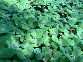 Water Lettuce Floating Aquarium Plant