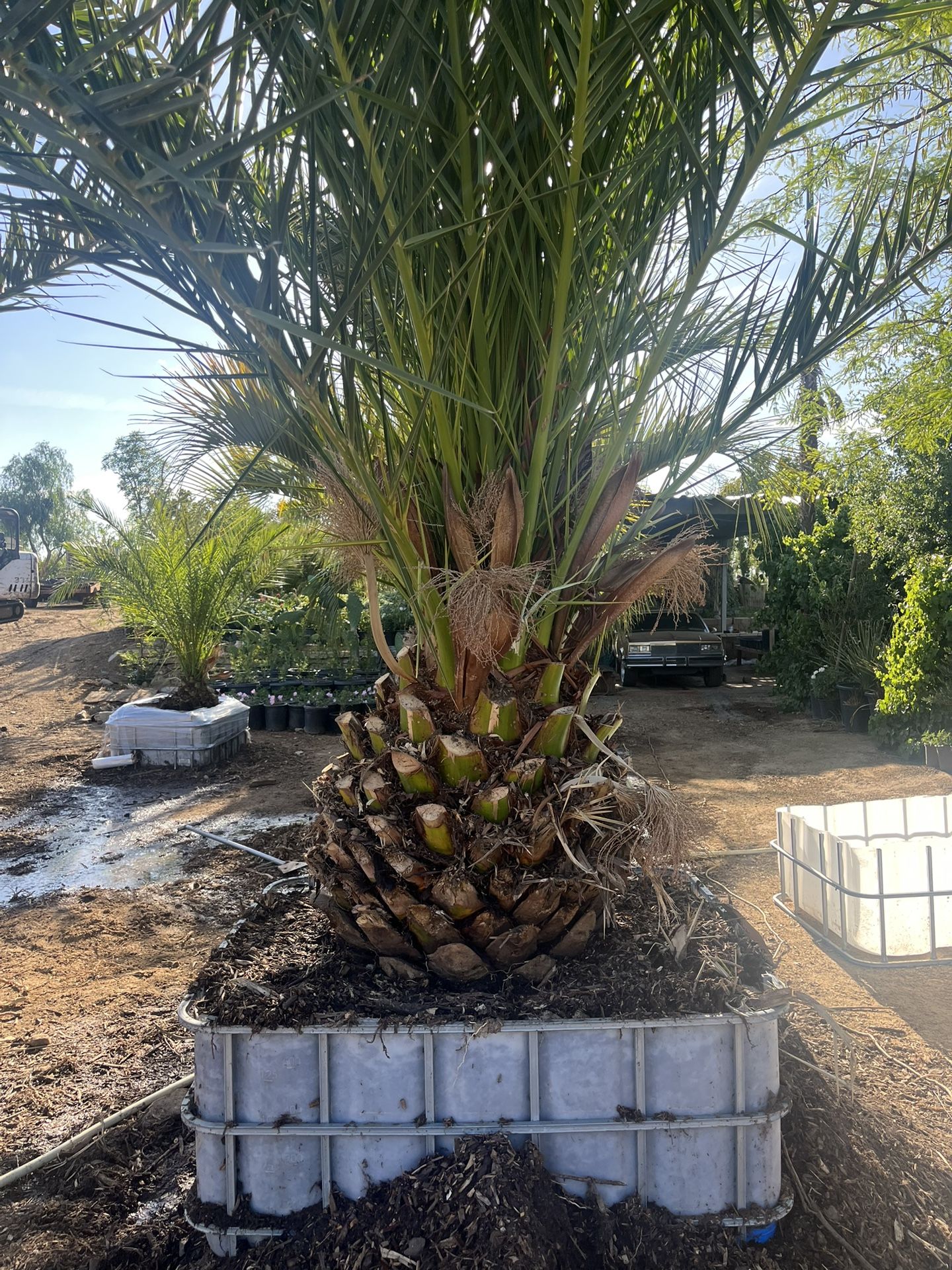 Canary Palm Tree