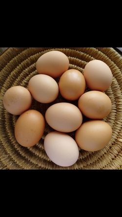 Fresh Organic EGGS- by dozens
