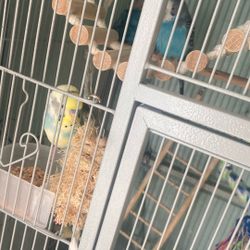 Two Parakeets One Male And One Female