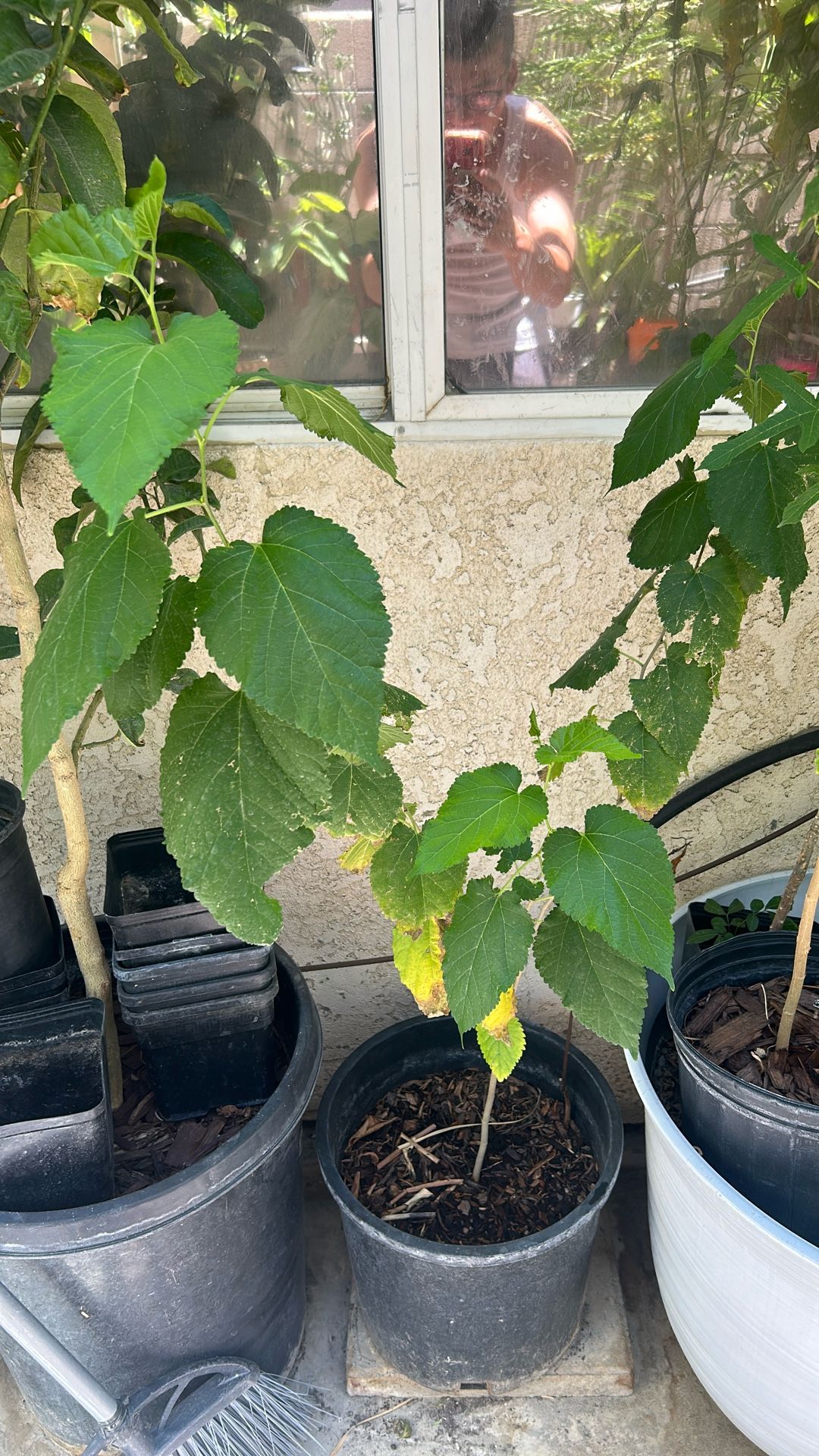 Pakistan Mulberry