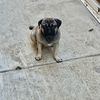 Junior