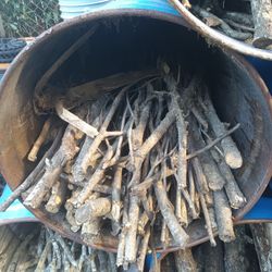 Moringa Tree Branches And Tree t
Trunk