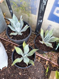 Fall Sale. Blue Agave