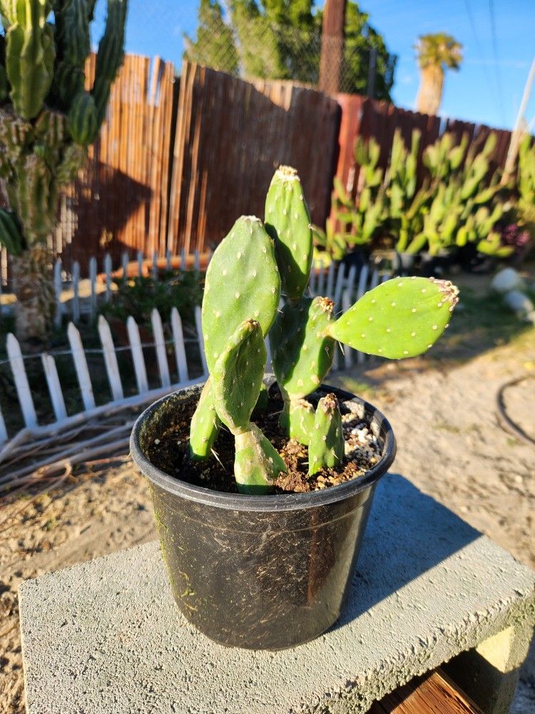 Miniature Pricklypear/Nopal Miniaturo