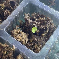 Anthurium Seedling  