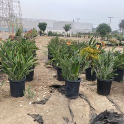 Birds Of Paradise Plants